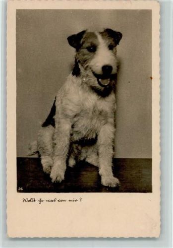 Russell Terrier