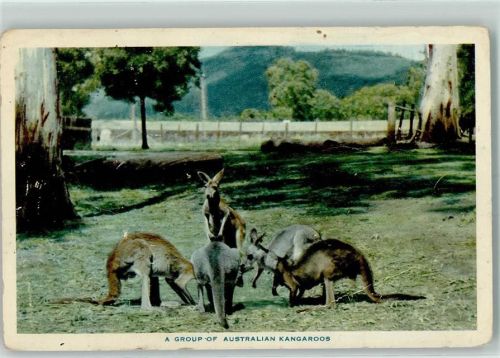 Australien Kangeroos Australisches Tier 1909 Gebrauchsspuren