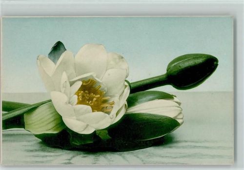 Nr. 582 - Farbenlichtdruck , Seerose, sehr gute Erhaltung AK