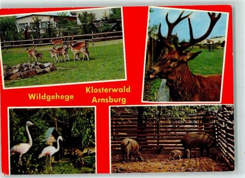 35423 W6302 Arnsburg , Hess - Klosterwald Wildgehege Flamingos Hirsch Wildschweine Damwild