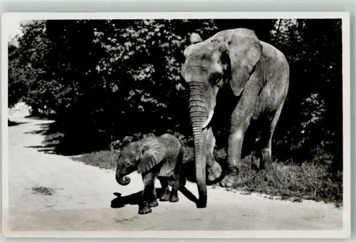 München Münchner Tierpark Hellabrunn Afrikanischer Elefant Adam in Gefangeschaft geboren mit Mutter Matadi