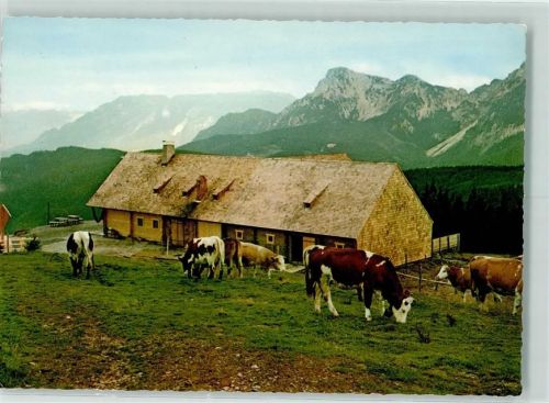 Stoisseralm Kühe Untersberg Hochstaufen