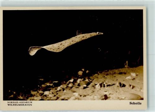 Wilhelmshaven Nordsee-Aquarium Scholle