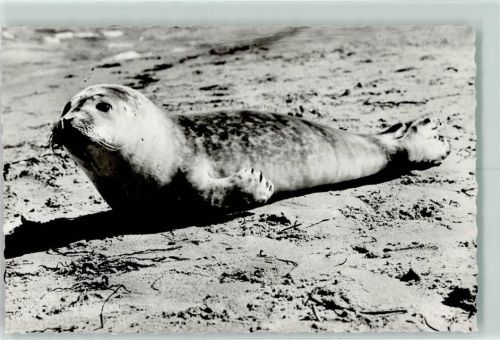 Robbe am Strand