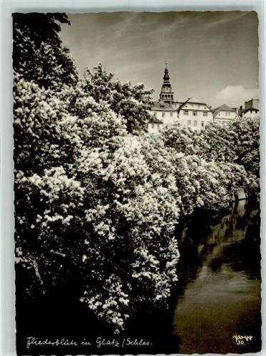 Glatz Fliederblüte