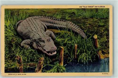 Altes Krokodil