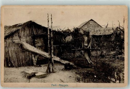 Padang 1920 Padi Stappen Kolonie Niederländisch-Indien