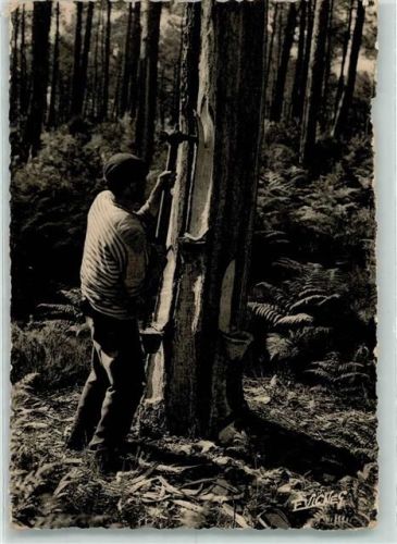 1939 Baumharz ernten AK