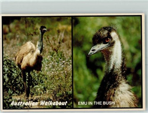 Australian Walkabout Emu AK Australisches Tier