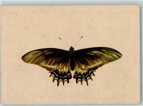 1945 Südamerik. Schwalbenschwanz AK