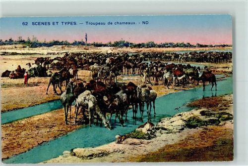 Oran 1928 Nr. 62 Scenes et Types - Troupeau de chameaux AK