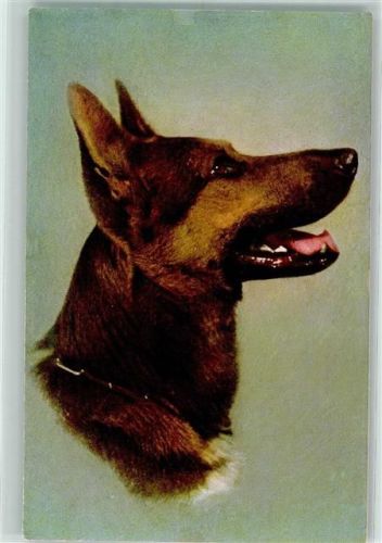 Nr. 157 Alsatian Wolfhound Verlag Stehli Schäferhund