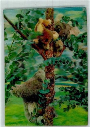 Koalabären im Baum Eukalyptus Bear No.302