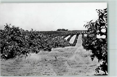 Orangenplantage in Florida Früchte AK