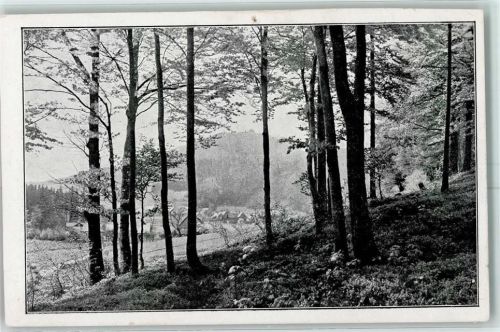 Lausche Frühling an der Lausche Foto-AK
