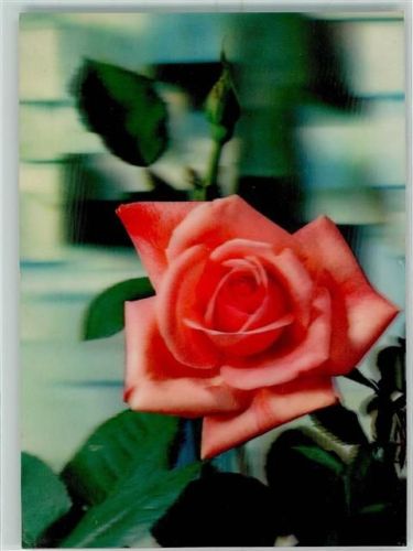 Rose KD-1124
