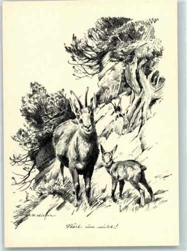 Gamsgeiß sign. Kiefer Verein zum Schutze der Alpenpflanzen und Tiere e.V. Tierschutz-Verein Umweltschutz Künstlerkarte