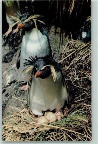 Rockhopper Penguins at Gough Island AK Pinguin