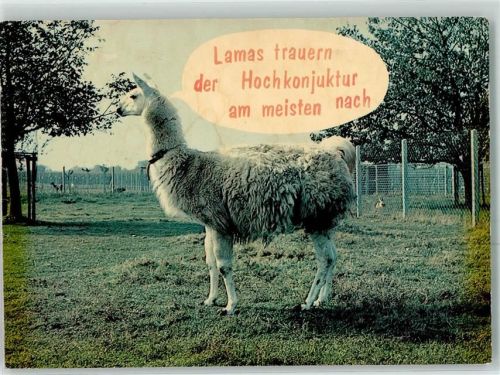 Lama Humor AK