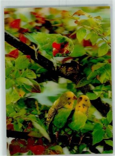 Papagei Wellensittiche Baum Parrots No.303