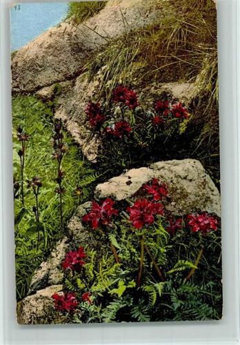 Nenke & Ostermaier Serie 511 Nr. 812 - Läusekraut - Blumen