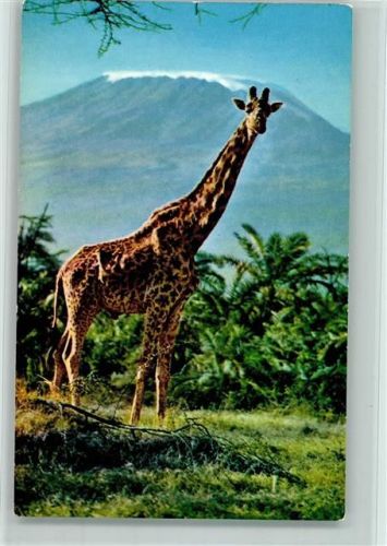 Giraffe - Africa Wild Life Nr. 12 AK