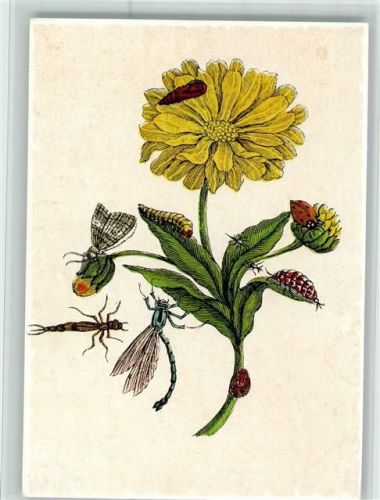 Calendula officinalis Gebräuchliche Ringelblume Insekten Maria Sibylla Merian Buchheim Kunstkarte 1229