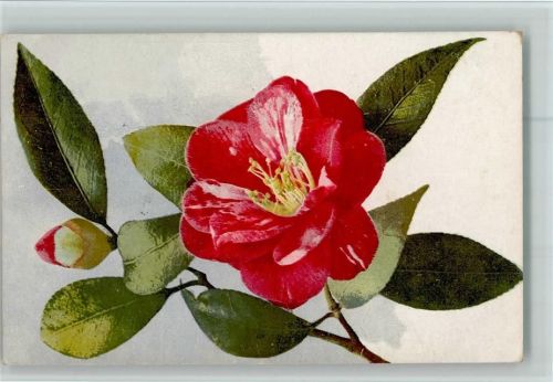 1919 Photochromie Serie 527 Nr. 998 - Blumen AK