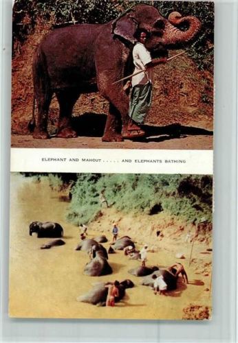 Elephant and Mahout Bathing - Ceylon AK Volkstypen