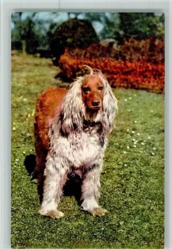 Nr. 7 Afghan Windhund - Edition Stehli