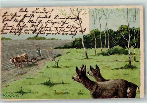 1903 Bauer mit einem Tiergespann beim Pflügen - Landwirtschaft