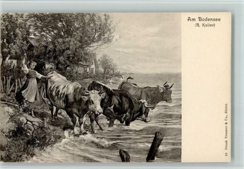Nr. 10 Verlag Brunner & Co - Am Bodensee, Kühe