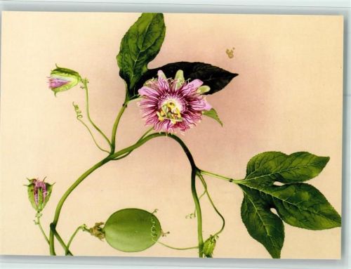 Passiflora incarnata Passionsblume Madaus Biral