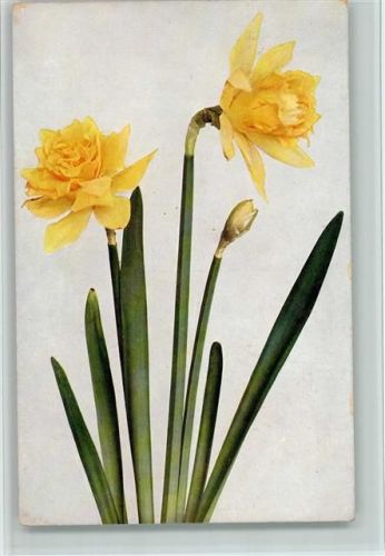 1911 Verlag Römmler & Jonas Serie Flora Nr. 8 Narzisse - Blumen