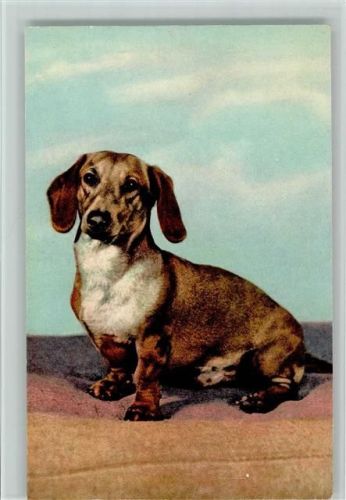 Nr. 12 Dachshund - Basset - Edition Stehli AK