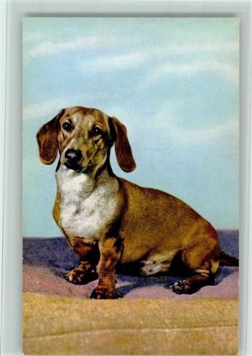 Nr. 12 Basset - Edition Stehli - gute Erhaltung