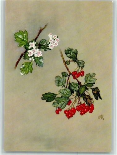 Crataegus oxyacantha Weißdorn Madaus Cratylen sign. Kriegel