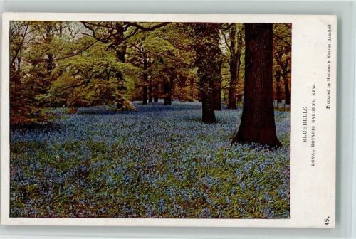 1934 Royal Botanic Garden Nr. 45 - Bluebells