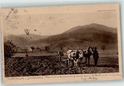 1905 Schwarzwald Idylle Nr. 24 Landwirtschaft Feldbestellung Tiergespann AK