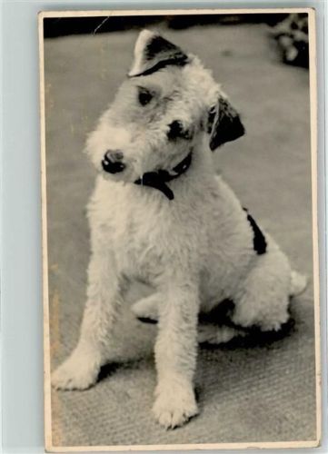 München Drahthaar-Foxterrier Zwinger Peraloh Besitzer Wieleitner Schloss Perlach