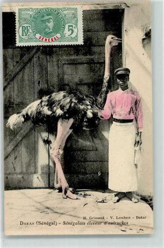 Dakar Vogelstrauß