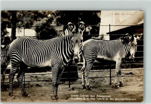 1938 Grevy Zebras aus Abessinien Geschenk S.H. Ras Tafaris an den Reichspräsidenten