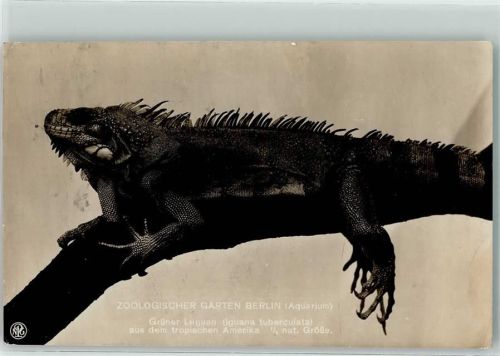 Berlin Mitte Zoologischer Garten Grüner Leguan