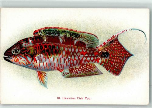 Honolulu Hawaii Pou Fisch Ort lt. Verlag