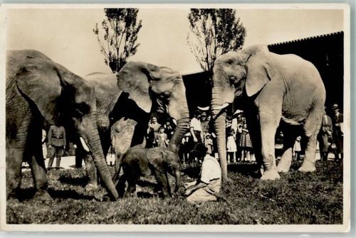 W8000 München Zoo Hellabrunn Elefantengruppe mit dem ersten in Gefangenschaft gezüchteten Baby Adam Elefant 1943 Foto AK
