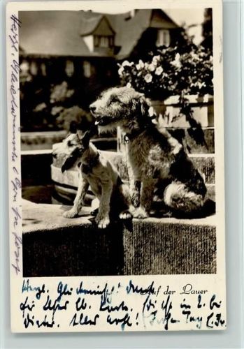 auf der Lauer auf der Mauer Foto 1952 AK