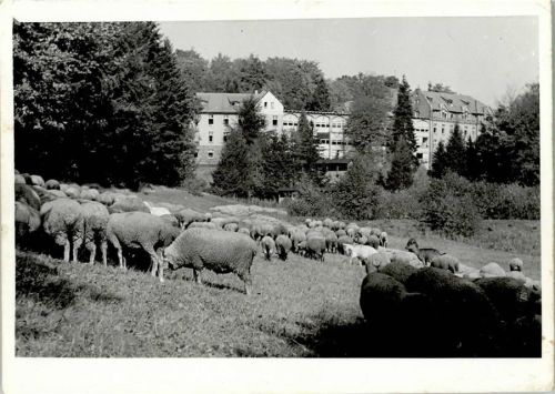 Foto AK Schafherde