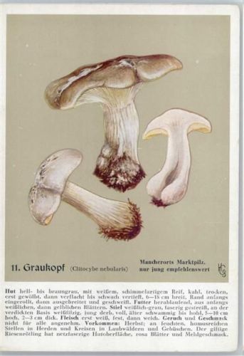 Nr. 11 Graukopf - Heil- und Nährkräfte aus Wald und Flur