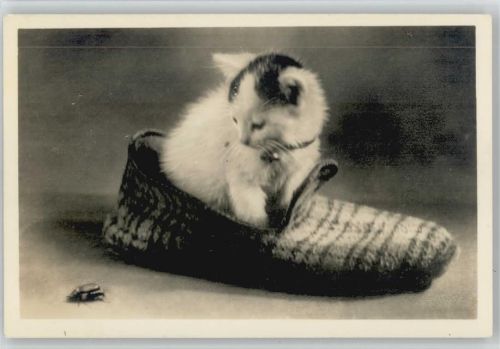 Katze und Käfer mit Pantoffel - Foto ca 1936 AK - Verlag Amag Nr. 68667 -