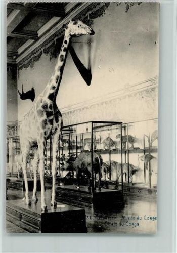 Tervuren Musée du Congo Girafe du Congo Giraffe Gepard